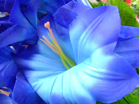 Blossom of a blue flowerの写真素材