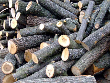 Big pile of cut stoke wood