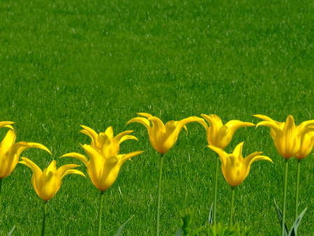 Bunch of yellow flowers in a row with grass in a backgroundの写真素材