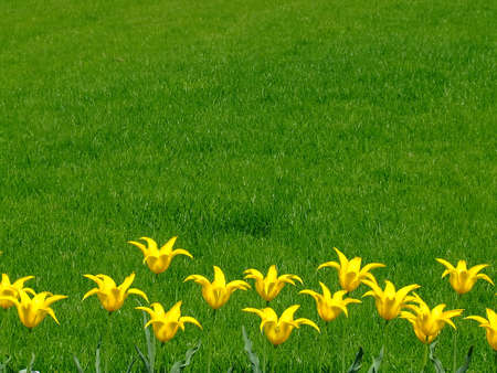 Bunch of yellow flowers in a row with grass in a backgroundの写真素材