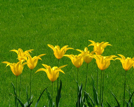 Bunch of yellow flowers in a row with grass in a backgroundの写真素材