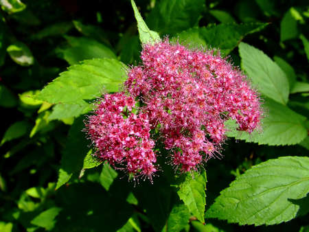 Pink and purple flower in the gardenの写真素材