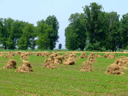 Yellow haystacks on field with wood