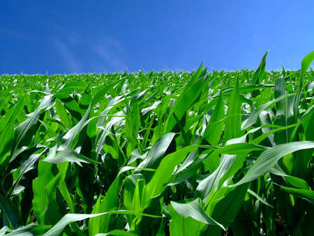 In the middle of green corn field