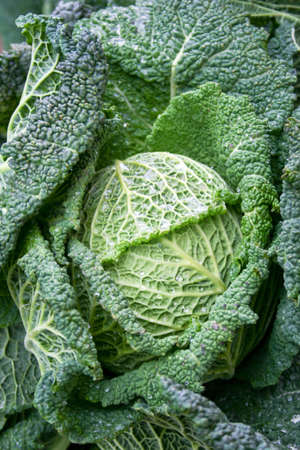 Green crisp leaf lettuce on the marketの写真素材