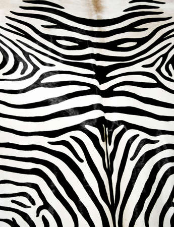 Black and white zebra skin fur textureの写真素材