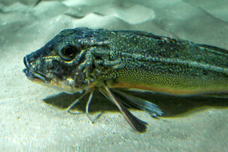 Under water macro shot of small fish