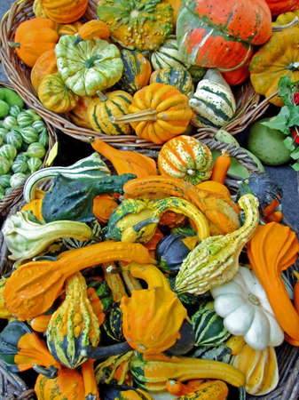 A bunch of various small pumpkins assortment