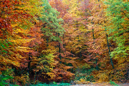 In the middle of wood with vivid color treesの写真素材