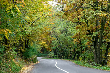 Curved rural road in the middle of woodの写真素材