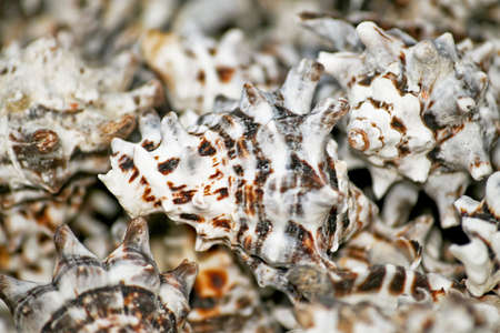 Bunch of small sea shells for decoration