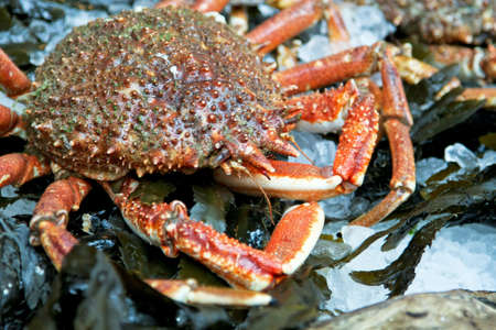 Orange crab with big legs in shallow waterの写真素材