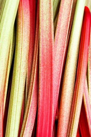 Fresh and organic vegetable plant rhubarb chardの写真素材