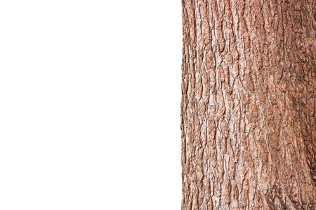 Tree cortex rough surface isolated on whiteの写真素材