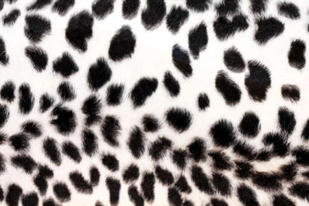 Wild African animal hide pattern white leopard の写真素材