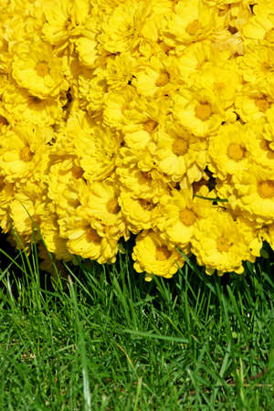 Bright yellow flowers over green green grassの写真素材