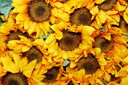 Close up shot of natural yellow sunflowersの写真素材