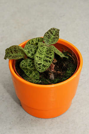 Small special leaf plant in orange potの写真素材