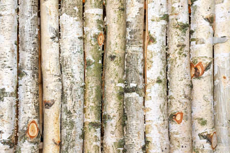 Natural style background from birch tree textureの写真素材