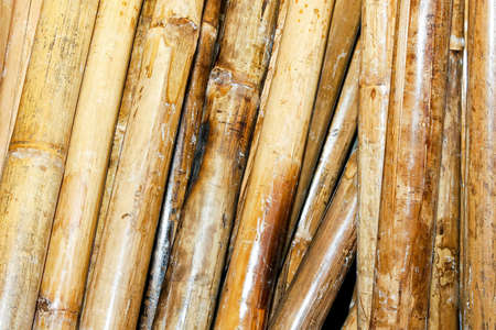 Close up shot of several bamboo canesの写真素材