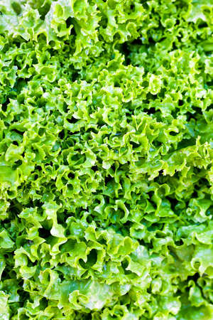 Close up shot of organic iceberg saladの写真素材