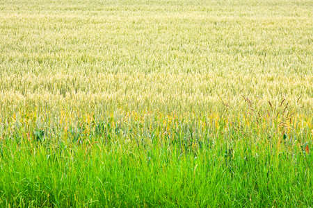 Big agriculture field with green wheat plantsの写真素材