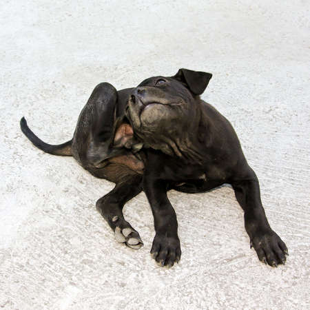 Small black puppy with fleas scratches himselfの写真素材