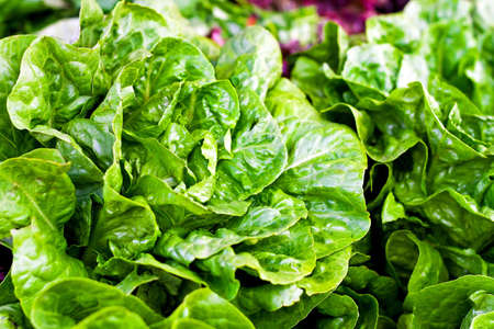 Close up shot of green organic lettuce