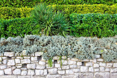 Green park wall with several plant layersの写真素材