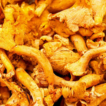 Close up shot of Chanterelles edible mushroomsの写真素材