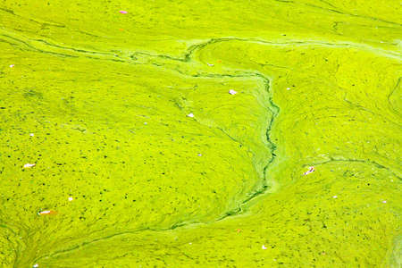 Close up shot of green nature pollutionの写真素材