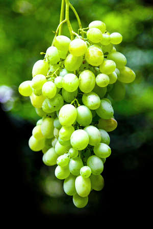 Detail of a grape vineyard grown organicallyの写真素材