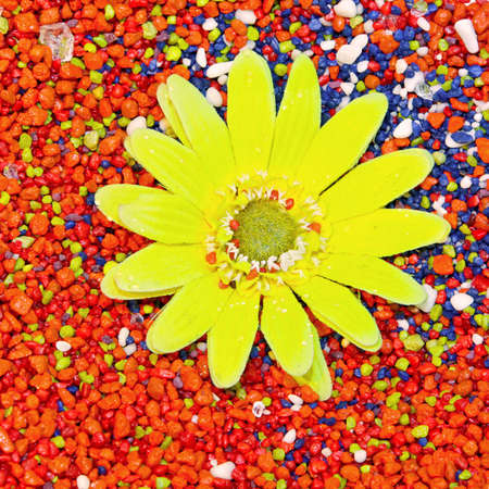 Yellow flower on the colourful decorative stonesの写真素材
