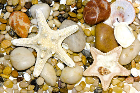 Artistic background with sea stars and shellsの写真素材