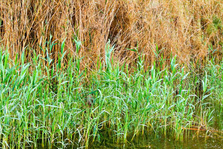 Reed cane plants at agricultural swamp field の写真素材