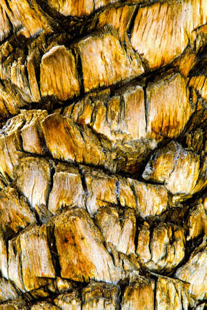Texture of dark palm tree rough barkの写真素材