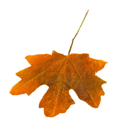 Autumn leaf as design element の写真素材