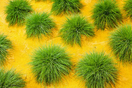 Bunch of green bush plants in the fieldの写真素材