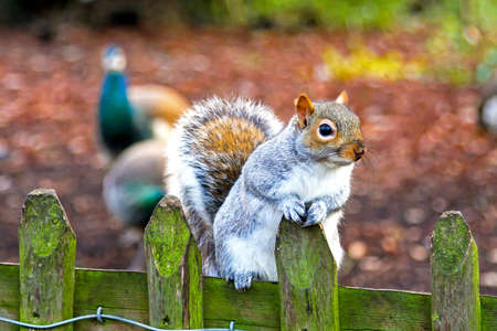 Squirrel jumping on a wooden fence in parkの写真素材
