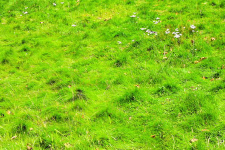 Big bushy green grass at sunny afternoon