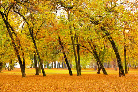 Yellow forest with lot of falling leavesの写真素材