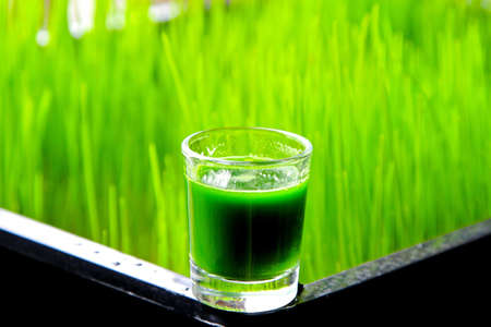 Glass of organic wheatgrass green juice with grass in backgroundの写真素材