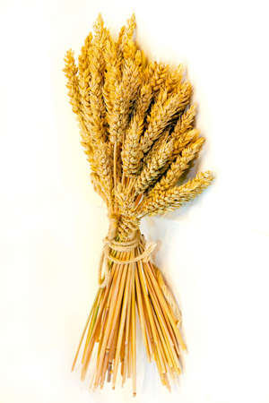 Close up shot of fresh wheat beamの写真素材