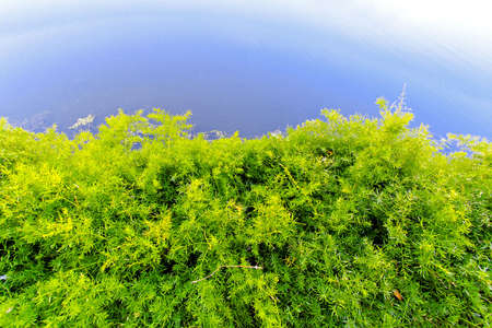 Green bush plant over blue river waterの写真素材