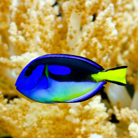 Blue regal tang fish in tropical aquarium の写真素材