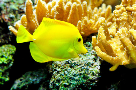 One yellow tang fish in tropical aquarium の写真素材