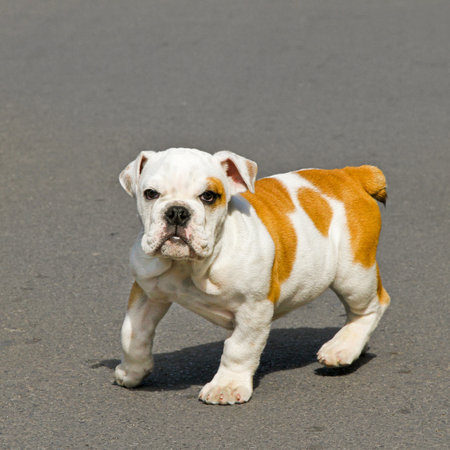 Young English bulldog puppy looking at camera の写真素材
