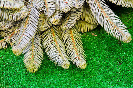 Detail of evergreen branch with dry pin leaves の写真素材