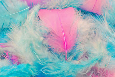 Pink and light blue feather fashion accessories の写真素材