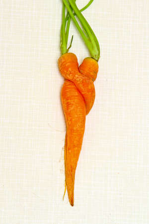 A pair of carrots in love pose conceptの写真素材